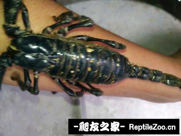display_picture.php?url=http%3A%2F%2Ftiebapic.baidu.com%2Fforum%2Fw%253D580%2Fsign%3Dae3edc5e4e82b2b7a79f39cc01accb0a%2F8f736ed9f2d3572c1ea5d8869d13632763d0c343.jpg