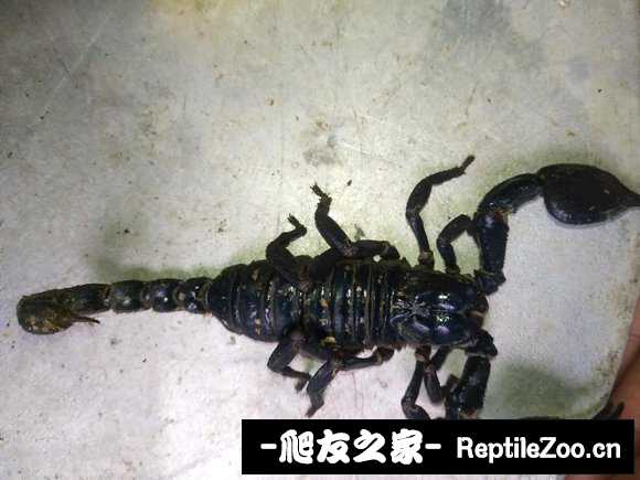 display_picture.php?url=http%3A%2F%2Ftiebapic.baidu.com%2Fforum%2Fw%253D580%2Fsign%3D6180f3e1b11ea8d38a22740ca70b30cf%2F4f2269380cd79123c5a7d02eba345982b3b78043.jpg