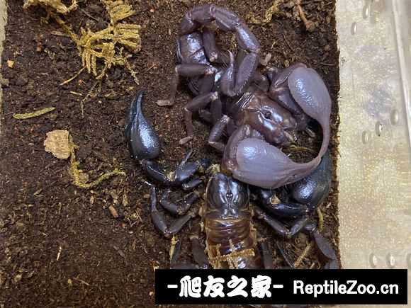 display_picture.php?url=http%3A%2F%2Ftiebapic.baidu.com%2Fforum%2Fw%253D580%2Fsign%3Dfdcdf9655cfbfbeddc59367748f1f78e%2F54fac0bf6c81800abebae154a63533fa838b47ab.jpg