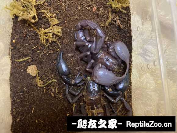 display_picture.php?url=http%3A%2F%2Ftiebapic.baidu.com%2Fforum%2Fw%253D580%2Fsign%3Dddc38459df95d143da76e42b43f18296%2Fccf60523dd54564e0d3c8c63a4de9c82d0584fb5.jpg