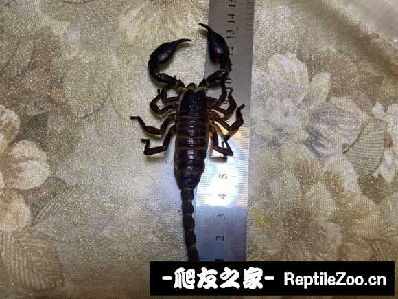 display_picture.php?url=http%3A%2F%2Ftiebapic.baidu.com%2Fforum%2Fw%253D580%2Fsign%3D004f896d22fae6cd0cb4ab693fb20f9e%2F655c9525bc315c60a3cc03b59ab1cb13485477b5.jpg