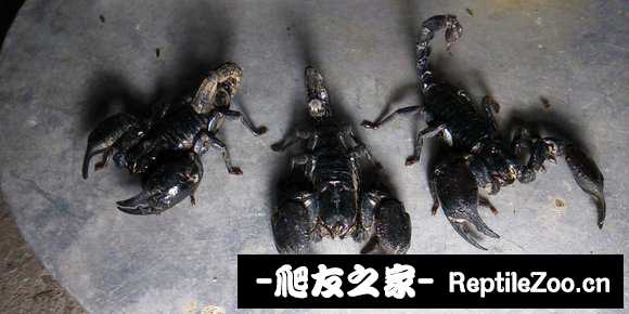 display_picture.php?url=http%3A%2F%2Ftiebapic.baidu.com%2Fforum%2Fw%253D580%2Fsign%3D70f3a764cef9d72a17641015e42b282a%2Fcf32fa03738da97753ad4570a751f8198718e30a.jpg