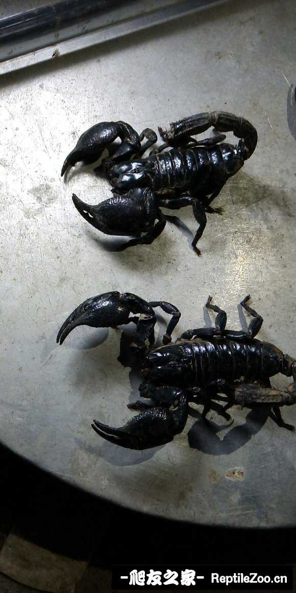 display_picture.php?url=http%3A%2F%2Ftiebapic.baidu.com%2Fforum%2Fw%253D580%2Fsign%3D984a16958e25bc312b5d01906ede8de7%2F52886c59252dd42a9d8bc2f0143b5bb5c8eab80a.jpg