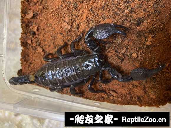 display_picture.php?url=http%3A%2F%2Ftiebapic.baidu.com%2Fforum%2Fw%253D580%2Fsign%3Db928ee67363fb80e0cd161df06d02ffb%2Fdc4c316d55fbb2fbfbd7ba44584a20a44723dc0f.jpg