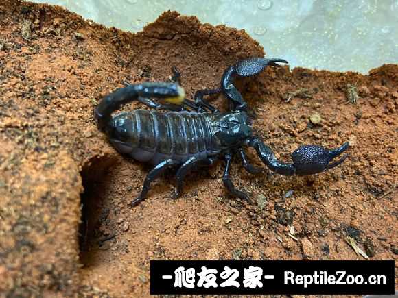 display_picture.php?url=http%3A%2F%2Ftiebapic.baidu.com%2Fforum%2Fw%253D580%2Fsign%3D988401eec33f8794d3ff4826e21a0ead%2Fca60d9628535e5ddedd0478961c6a7efcf1b620e.jpg