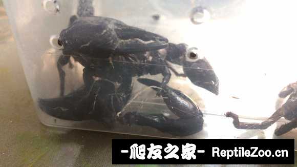 display_picture.php?url=http%3A%2F%2Fimgsa.baidu.com%2Fforum%2Fw%253D580%2Fsign%3D9cc62898fa03918fd7d13dc2613c264b%2F636f77899e510fb3f0c508efd433c895d0430c08.jpg