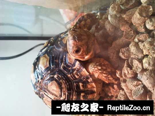 223937p4qufextlxpgq4qj.jpg