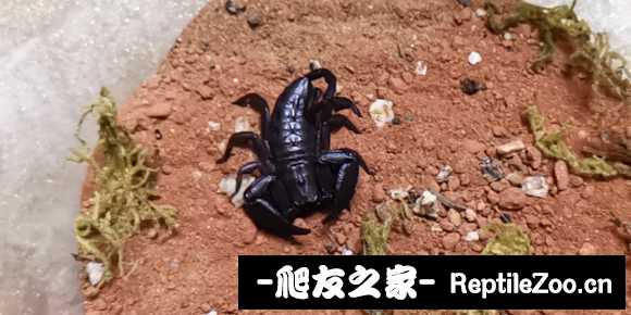 display_picture.php?url=http%3A%2F%2Ftiebapic.baidu.com%2Fforum%2Fw%253D580%2Fsign%3Da3896d041b3387449cc52f74610ed937%2F0784c3fc1e178a82ecac4cf4e103738da877e870.jpg