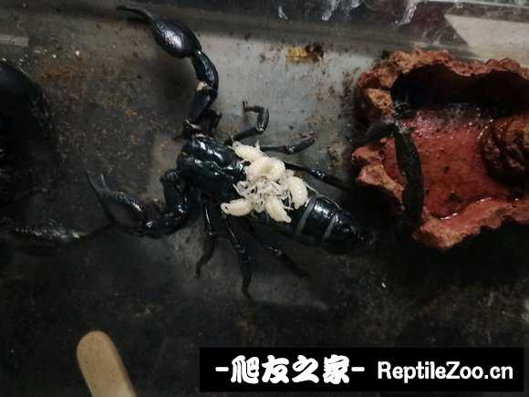 display_picture.php?url=http%3A%2F%2Ftiebapic.baidu.com%2Fforum%2Fw%253D580%2Fsign%3D3ed68aad46da81cb4ee683c56267d0a4%2F18b4f1faaf51f3de2737db3d83eef01f3b297900.jpg