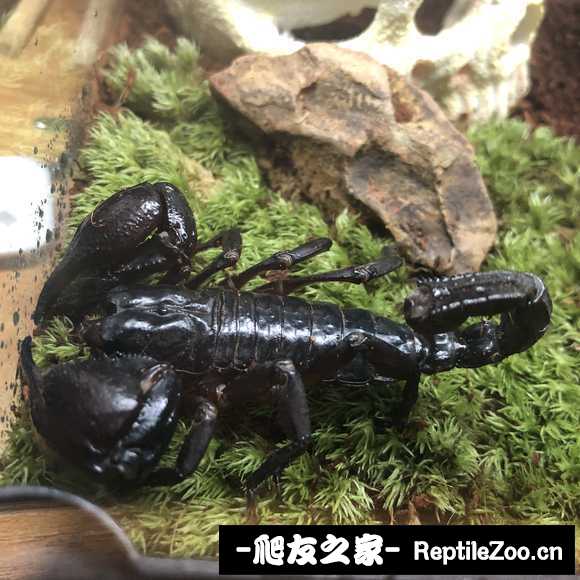 display_picture.php?url=http%3A%2F%2Fimgsa.baidu.com%2Fforum%2Fw%253D580%2Fsign%3D23f5345419ce36d3a20483380af23a24%2F5f1646ed2e738bd4cb5c7abfad8b87d6267ff966.jpg