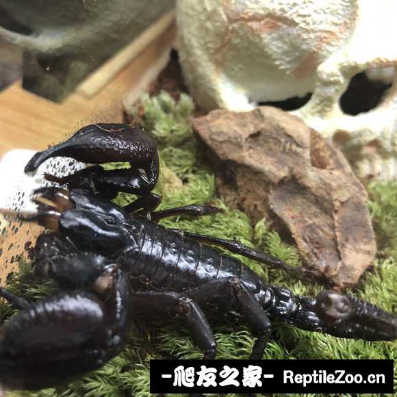 display_picture.php?url=http%3A%2F%2Fimgsa.baidu.com%2Fforum%2Fw%253D580%2Fsign%3Dec9550d0d1c451daf6f60ce386fc52a5%2F4bb99116fdfaaf51049e4931805494eef11f7a66.jpg