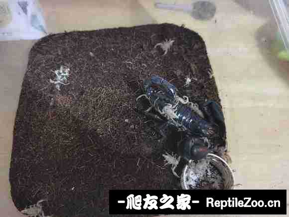 display_picture.php?url=http%3A%2F%2Ftiebapic.baidu.com%2Fforum%2Fw%253D580%2Fsign%3D42bf882ffcf81a4c2632ecc1e72b6029%2F9bb58682b9014a90b88f7ce6be773912b21bee5e.jpg