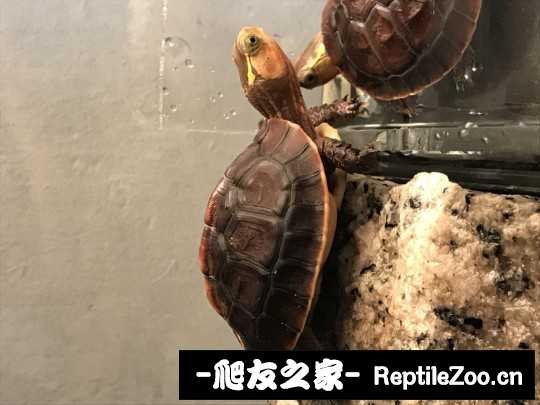 035512l74refjhzccffqqc.jpg