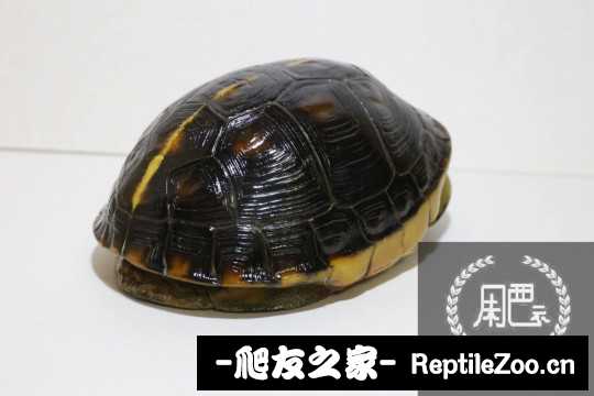 092519gj28c809g85c1zj9.jpg