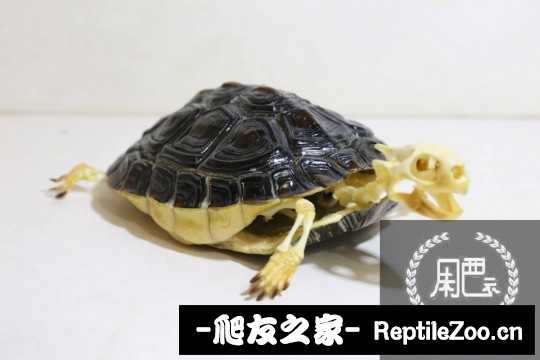 100430g4xam0bv87sonsd1.jpg