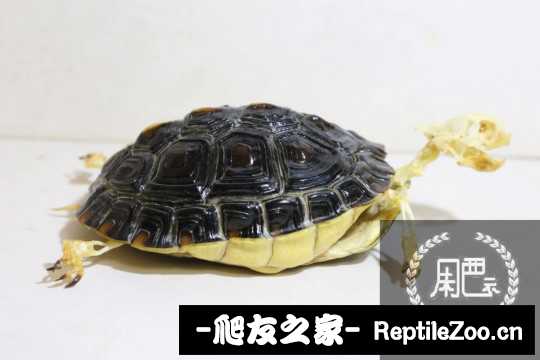 100431bnnqjk21o2rdn10o.jpg