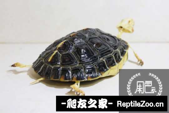 100431nezzi2qg1wr28l9r.jpg