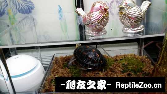 100442zmm2prr1c9i9iz14.jpg