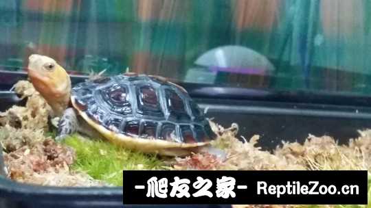 100443ix8v4l8wa8g4884v.jpg