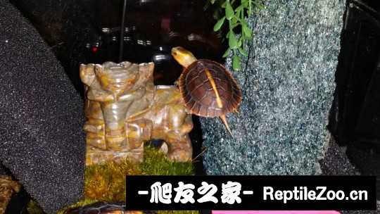 100449iwzjcuqzpu4gc5t8.jpg