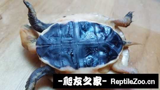 100454vqz18gv1n0x1ugqu.jpg