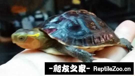 100458subpggnu5m9333dl.jpg