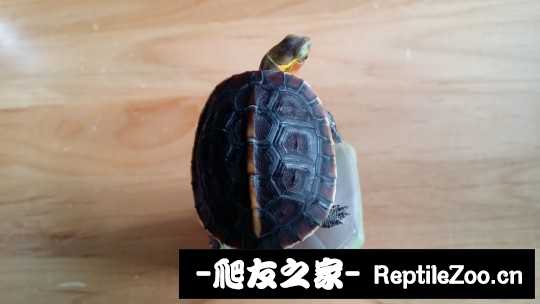 100459lo22njrq2ggikbqn.jpg