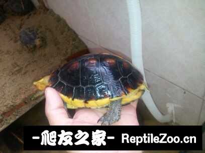 100532e47kkl8ylymvk12r.jpg