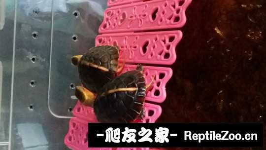 100544d81fjao1ki7wde7g.jpg