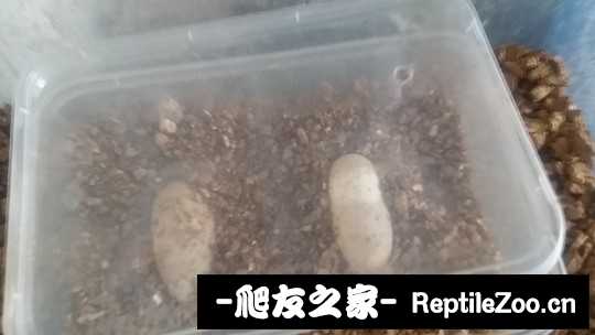100604lghiewlwrz54k4de.jpg