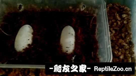 100604q5v2yrv2nqmcvyng.jpg