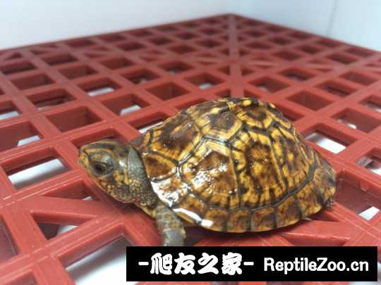 100631uwimh99wsm3d13sx.jpg
