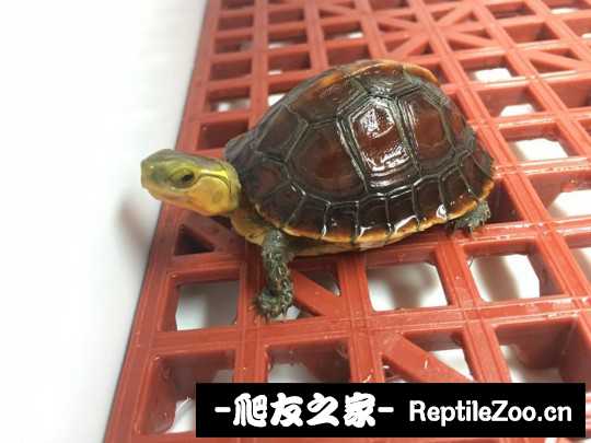 100632dkcfk7tzhmzccfqx.jpg
