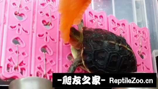 100646e0jnquuwduodjzj8.jpg