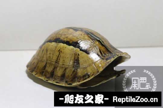 100705dh460oodt3qt4q4t.jpg