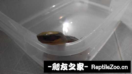 100711piee2ykyzo2bdcpc.jpg