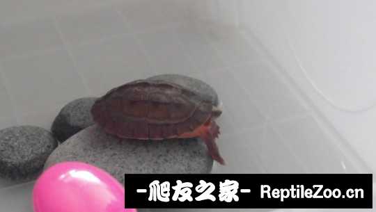 100712sknwbaz64kbybzkn.jpg
