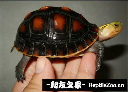 100754k1vq8grvrak3dggq.jpg