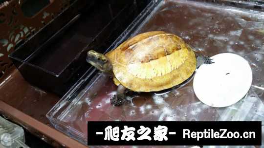 100815ut2vx11ec222cpep.jpg