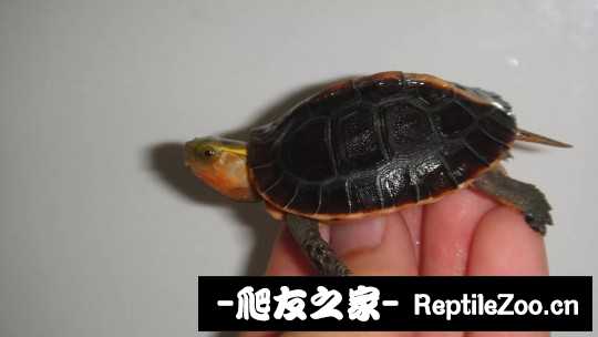 100842gntij5j9vtggedht.jpg
