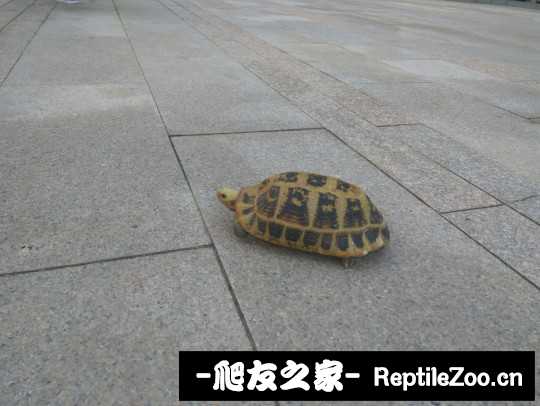 101019xcsvsppqvy18pvtv.jpg