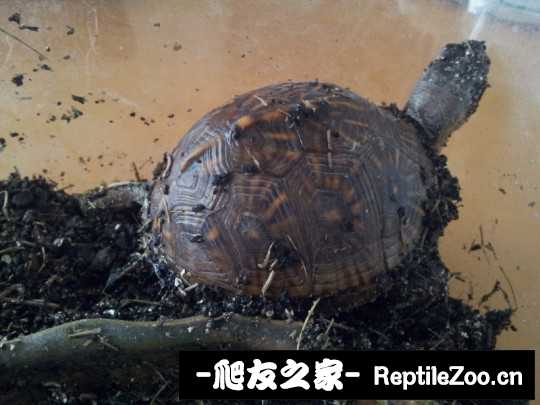 101032e8g46fhpzi909erk.jpg