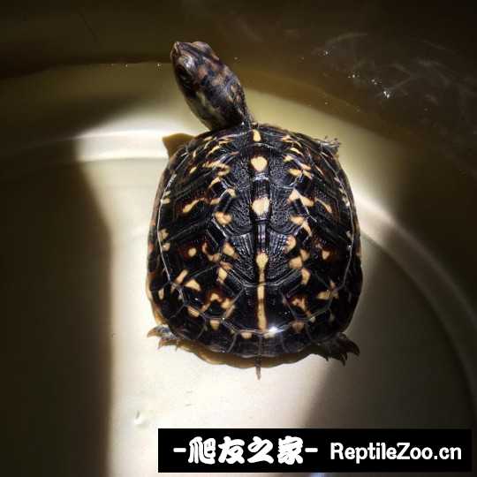 101038h0m9rfigl19fahzl.jpg