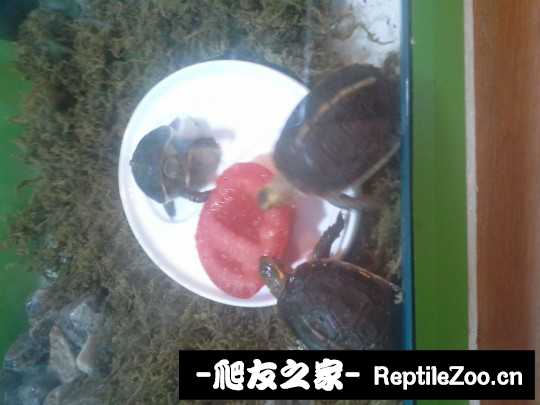 101147az594hy5yhhyyo09.jpg