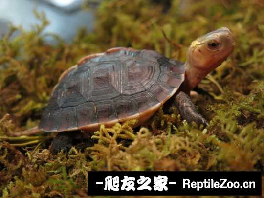 101153xu4bzggim5qwm5ki.jpg