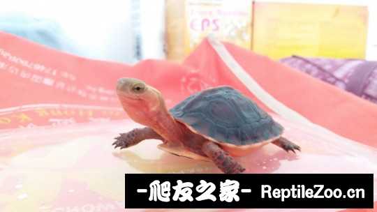 101227amqc4tkrhk33hlmg.jpg