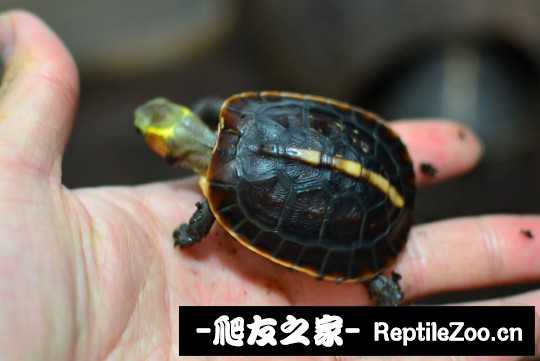 101236vk33dcsldlqticlr.jpg