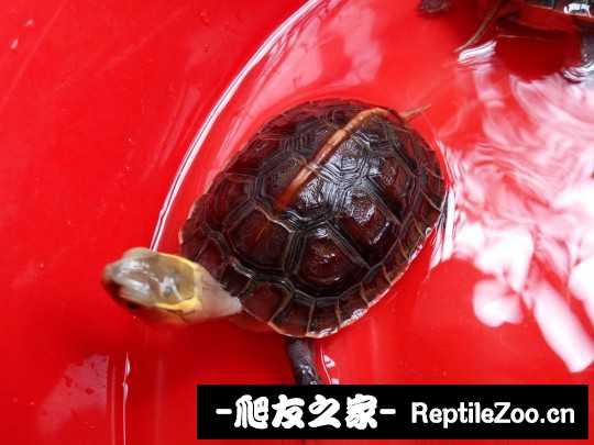 101240zccjx6xzg007g0xc.jpg