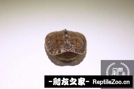 101249dnvt7r3tt8t4my78.jpg