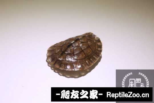 101249nyyz2br76pm2ybem.jpg